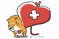 涨姿势狗狗不同疾病下的饮食主要注意什么？