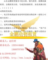 鹦鹉萌宠出租租赁郏县