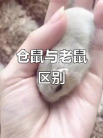 仓鼠跟老鼠的区别是什么，我家仓鼠真可爱，和老鼠完全不一样！
