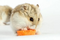 “养仓鼠秘籍：婆婆仓鼠驯养攻略，小技巧大揭秘！”