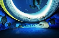 走进海龟之家，探索惠东海龟科普馆