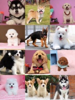 沈阳沈河一经其他宠物用品电话