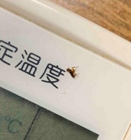 猫咪跳蚤如何清除？（选择合适的清洁用品帮助你轻松解决跳蚤问题）宠物屋