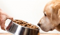 狗粮怎么挑选？京东京造狗粮怎么样？
