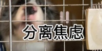 狗狗分离焦虑的成因和解决方法（深度解析宠物狗狗分离焦虑症状、原因及治疗方法）