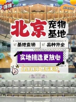 北京买宠物猫狗最好去哪里买？实地探访这确保安全选购您的爱宠