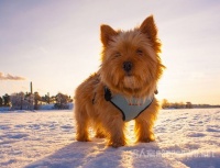 罗威士梗养护指南：宠物新手必知的养狗技巧