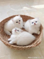 2025年老年猫粮品牌榜单出炉，宠物主不可错过！