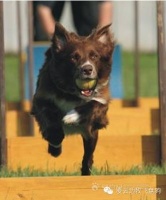 边牧伴侣犬知识你的狗狗有玩具吗？你知道狗狗需要哪些玩具吗？