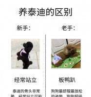 养泰迪，究竟会不会很花钱？（揭秘饲养泰迪的费用公开明细，为你算个准！）