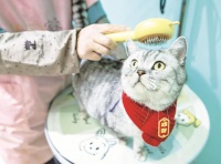 “吸睛”又“吸金”！宿州宠物经济绘就“产业繁花图”