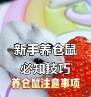 养仓鼠需要注意的细节（细致入微的日常检查，让宠物更健康）宠物屋