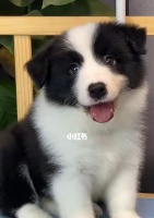 如何解决边境牧羊犬的挑食问题？（宠物饮食健康，全方位解决边境牧羊犬的挑食问题）宠物屋