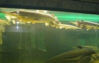 金龙鱼是怎么繁殖?养金龙鱼有什么讲究 银龙鱼产子