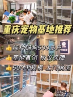 重庆买金渐层猫的价格地方？重庆正规买金渐层猫基地，买金渐层猫的好去处！