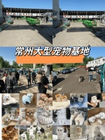 常州哪里可以买到品相好的柯基犬？常州这里的柯基犬品质优良！