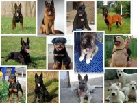 比特犬繁殖基地养狗场联系方式