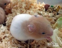 仓鼠得糖尿病了吗？怎么预防呢？