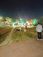 宠物“犯事”主人得赔 注意！出门遛狗记得拴绳