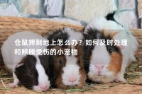 仓鼠摔到地上怎么办？如何及时处理和照顾受伤的小宠物