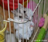 仓鼠被饲养笼卡住了，让鼠友担心不已，这可该怎么办呀？