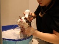 上门“洗香香”，盒马在北上广深杭上线宠物“美容”服务