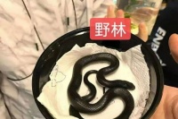 宠物被黑王蛇咬，速就医处理！