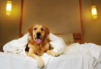 宠物护理属于哪个专业大类专业