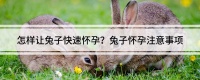 怎样让兔子快速怀孕？兔子怀孕注意事项