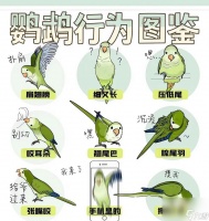 《泰拉瑞亚宠物鹦鹉的属性解析》 探索泰拉瑞亚世界中的鹦鹉宠物及其特性