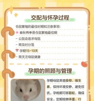小仓鼠的怀孕症状及繁殖周期（详解小仓鼠繁殖特征，了解其生理变化和行为表现）宠物屋