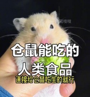 养仓鼠，了解它们的饮食需求（探索仓鼠的食物选择与健康饮食）宠物屋