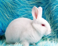 中国兔子品种大全：地方品种——四川白兔