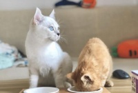 宠物猫怎么饮食