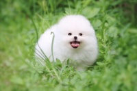 谁说人类食物是喂食大忌？这几种食材狗狗也能吃，健康又美味