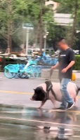 沈阳市民街头遛猪引围观，主人：6年前购买的小香猪，没想到长这么大