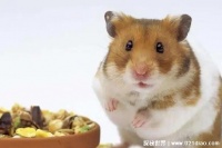 仓鼠的寿命有多长，仅有两三年(存活时间短繁殖能力强) — 奇闻呀