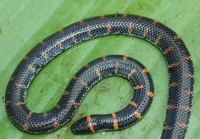 宠物蛇的品种及饲养技巧（探索宠物蛇世界，选择最适合的品种）