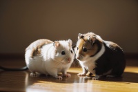 仓鼠的 “运动” 需求：别小看它！可能比你更爱 “健身”