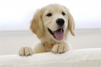 宠物沐浴露推荐(宠物沐浴露性价比高的)