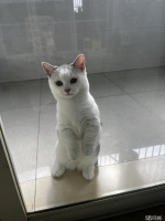 上海徐汇万体馆宠物赠送/领养电话