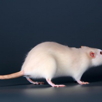 宠物鼠品种大全（长尾巴）