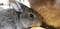 幼兔的饮食偏好与营养需求（探究幼兔喜爱的食物及其重要营养素）