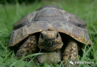 乌龟真的养不死？这些乌龟疾病你都知道怎么治疗？