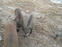 巴马小香猪 亿元大产业 ——巴马原种香猪农牧实业有限公司发展扫描