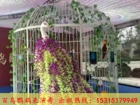 丽江市出租鹦鹉表演鸟类表演的