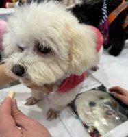 宠物狗销售的全面指南（了解宠物狗市场，选择合适的宠物狗，并提供优质的销售服务）