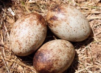 男子看到野外有蛋，捡回家丢鸡窝里，母鸡将其孵化后男子报了警