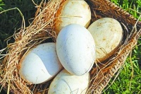 鸟蛋形状或与鸟类飞行能力有关