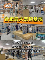 合肥最大的宠物市场在哪里？这里有你想要的还能亲自挑选宠物哦